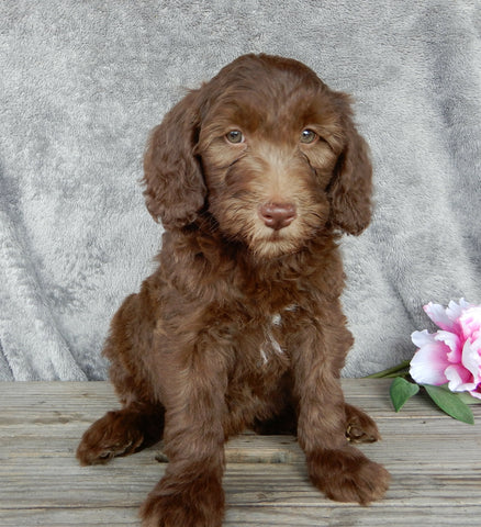 F1B Medium Labradoodle For Sale Millersburg OH Male-Hunter