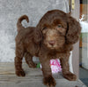 F1B Medium Labradoodle For Sale Millersburg OH Male-Hunter
