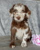 F1B Medium Labradoodle For Sale Millersburg OH Male-Henry