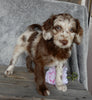 F1B Medium Labradoodle For Sale Millersburg OH Male-Henry