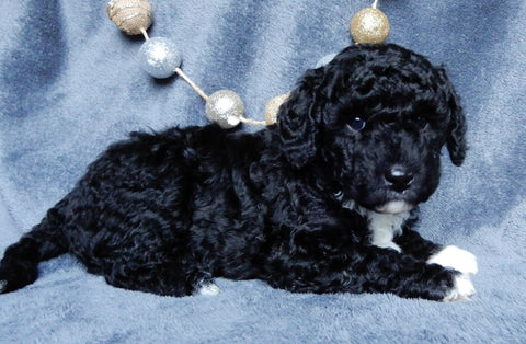 Mini Labradoodles For Sale Millersburg OH Male-Chuck