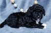 Mini Labradoodles For Sale Millersburg OH Male-Chuck