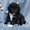 Mini Labradoodles For Sale Millersburg OH Male-Chuck