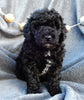 Mini Labradoodles For Sale Millersburg OH Female-Bella