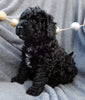 Mini Labradoodles For Sale Millersburg OH Female-Bella
