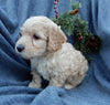 Mini Labradoodle For Sale Millersburg OH Male-Alvin