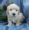 Mini Labradoodle For Sale Millersburg OH Male-Alvin