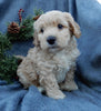 Mini Labradoodle For Sale Millersburg OH Male-Alvin