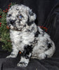 Mini Labradoodles For Sale Millersburg OH Female-Twinkle