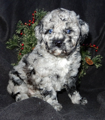 Mini Labradoodles For Sale Millersburg OH Female-Twinkle