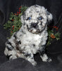 Mini Labradoodles For Sale Millersburg OH Female-Twinkle