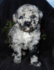 Mini Labradoodles For Sale Millersburg OH Female-Twinkle