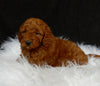 Mini Goldendoodle For Sale Millersburg OH Female-Amber
