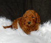 Mini Goldendoodle For Sale Millersburg OH Female-Amber