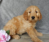 Medium Goldendoodle For Sale Millersburg OH Female-Freda