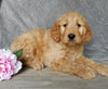 Medium Goldendoodle For Sale Millersburg OH Female-Freda