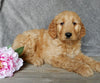 Medium Goldendoodle For Sale Millersburg OH Female-Freda