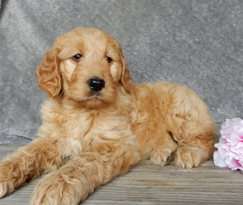 Medium Goldendoodle For Sale Millersburg OH Female-Freda