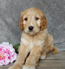 Medium Goldendoodle For Sale Millersburg OH Female-Bella