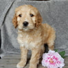 Medium Goldendoodle For Sale Millersburg OH Female-Bella