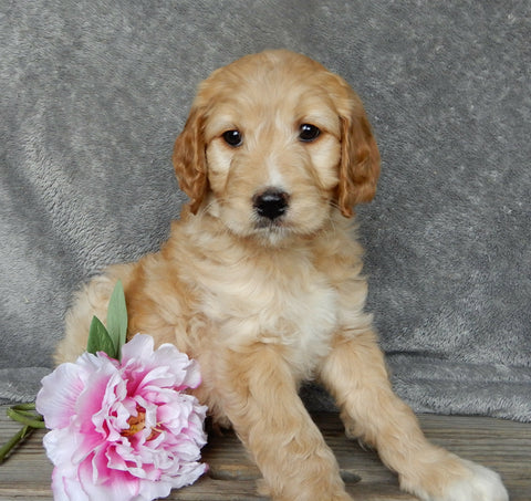 Medium Goldendoodle For Sale Millersburg OH Female-Bella