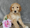 Medium Goldendoodle For Sale Millersburg OH Female-Bella