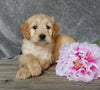 Medium Goldendoodle For Sale Millersburg OH Female-Twinkle
