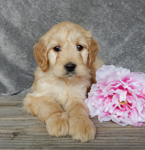 Medium Goldendoodle For Sale Millersburg OH Female-Twinkle