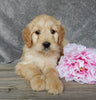 Medium Goldendoodle For Sale Millersburg OH Female-Twinkle
