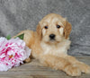 Medium Goldendoodle For Sale Millersburg OH Female-Twinkle