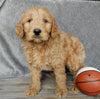 Medium Goldendoodle For Millersburg OH Male-Barney