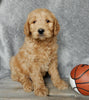Medium Goldendoodle For Millersburg OH Male-Barney