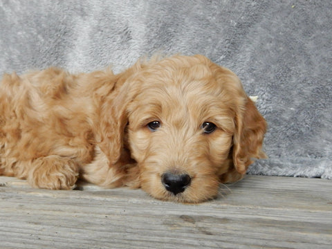 Medium Goldendoodle For Millersburg OH Male-Barney