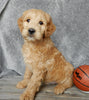 Medium Goldendoodle For Sale Millersburg OH Male-Odie