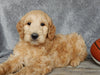 Medium Goldendoodle For Sale Millersburg OH Male-Odie