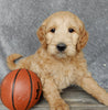 Medium Goldendoodle For Sale Millersburg OH Male-Odie