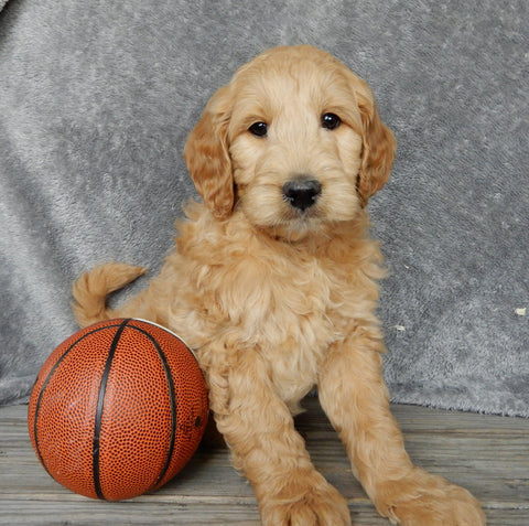 Medium Goldendoodle For Sale Millersburg OH Male-Odie