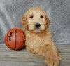 Medium Goldendoodle For Sale Millersburg OH Male-Odie