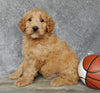 Medium Goldendoodle For Sale Millersburg OH Male-Alfred