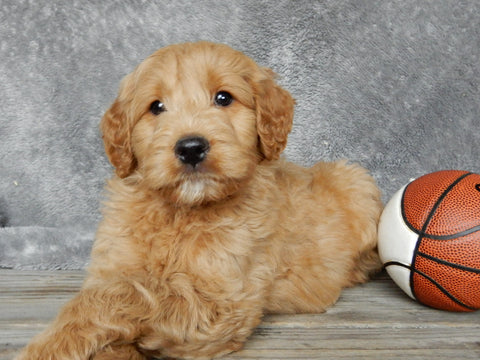 Medium Goldendoodle For Sale Millersburg OH Male-Alfred