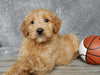 Medium Goldendoodle For Sale Millersburg OH Male-Alfred