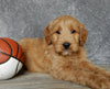 Medium Goldendoodle For Sale Millersburg OH Male-Alfred