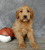 Medium Goldendoodle For Sale Millersburg OH Male-Alfred