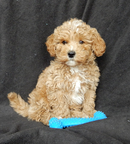 Maltipoo For Sale Millersburg OH Male-Freddy