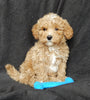 Maltipoo For Sale Millersburg OH Male-Freddy