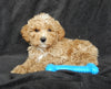 Maltipoo For Sale Millersburg OH Male-Freddy