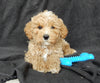 Maltipoo For Sale Millersburg OH Male-Freddy