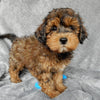 Maltipoo For Sale Millersburg OH Male-Calvin