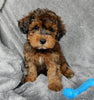 Maltipoo For Sale Millersburg OH Male-Calvin