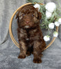 Mini Aussiedoodle For Sale Millersburg OH Female-Darla